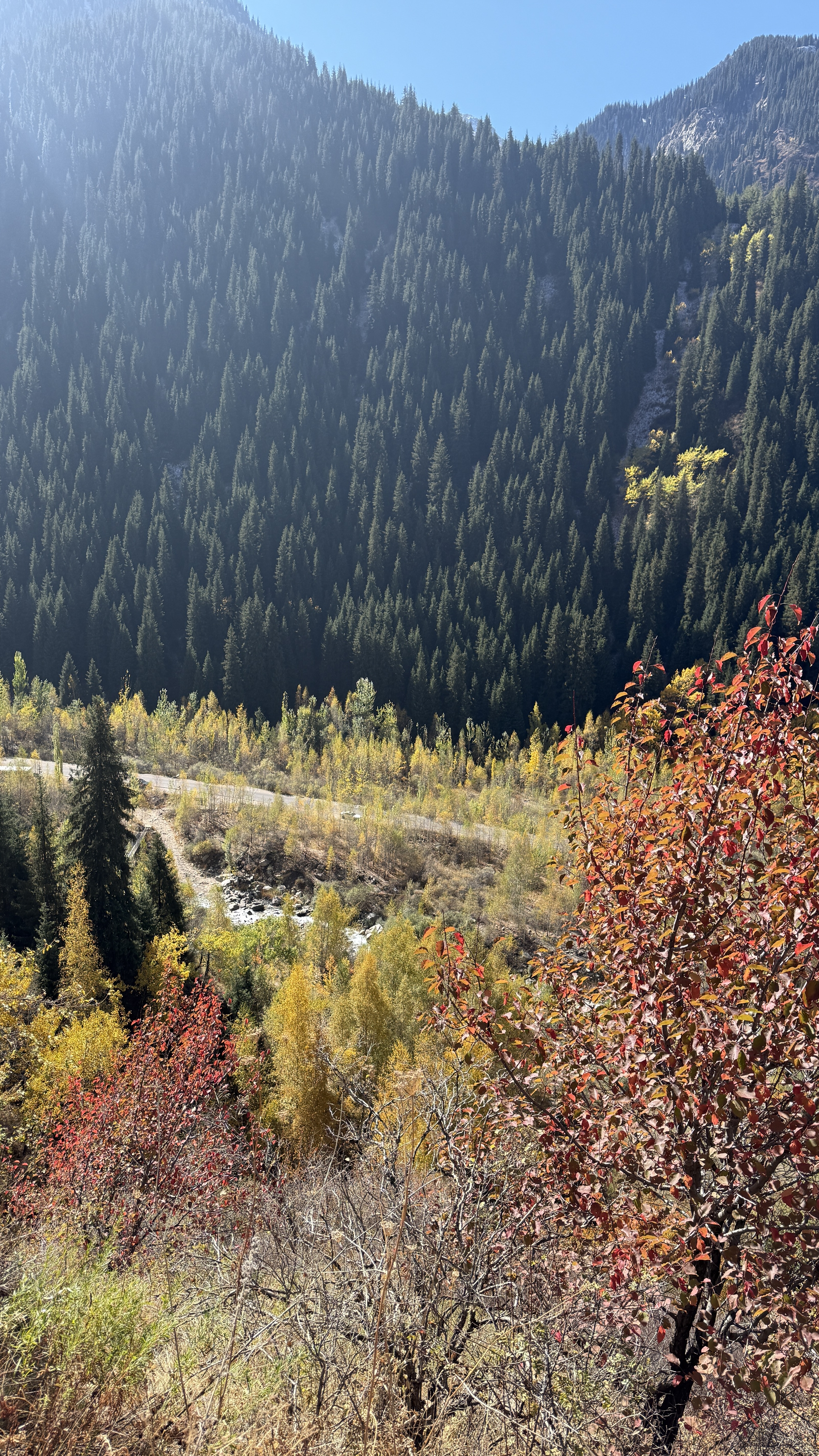 Golden and red autumn foliage beside a mountain forest