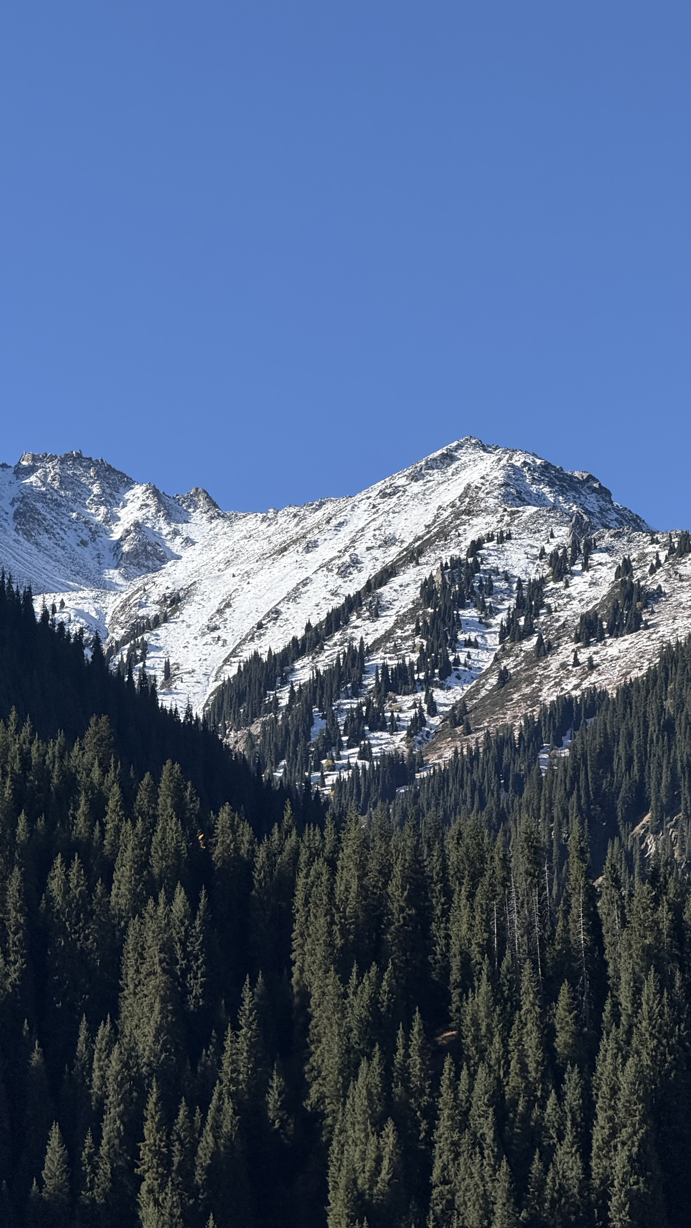 Snow-covered Tian Shan peak above a dark spruce forest